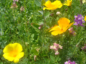 Panoramica specie da fiore