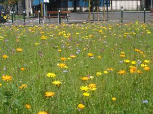 Aiuola triangolare sita in V. Filadelfia ang. S. Siracusa