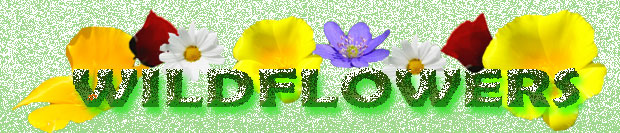 banner wildflowers