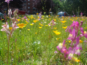 Panoramica specie da fiore