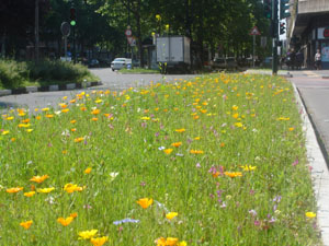 Aiuola rettangolare sita in V. Filadeflia ang. C. Siracusa