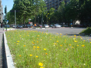 Aiuola rettangolare sita jn V. Filadeflia ang. C. Siracusa (lato nord)