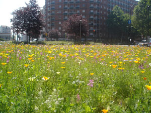 Aiuola triangolare sita in V. Filadelfia ang. C. Siracusa (lato nord)