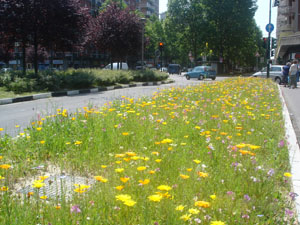 Aiuola rettangolare sita in V. Filadelfia ang. C. siracusa (lato est)